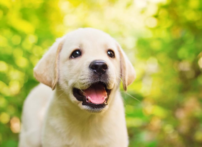 white lab puppy outdoors