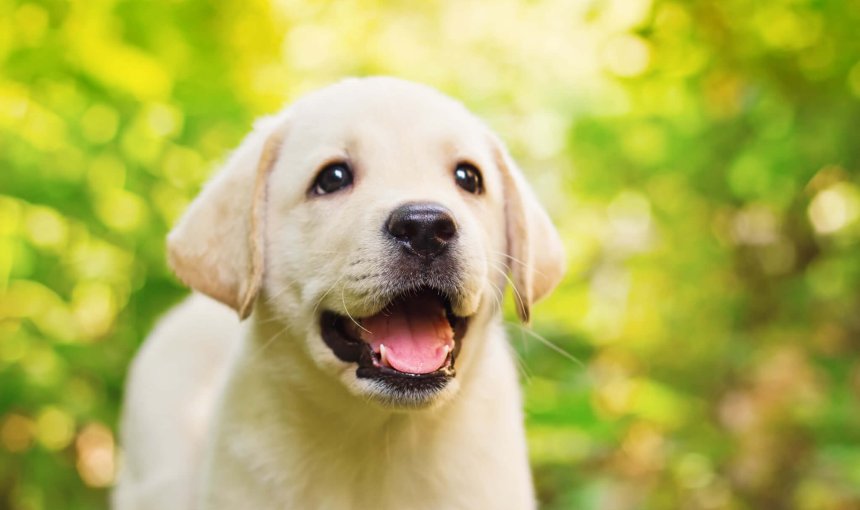 white lab puppy outdoors