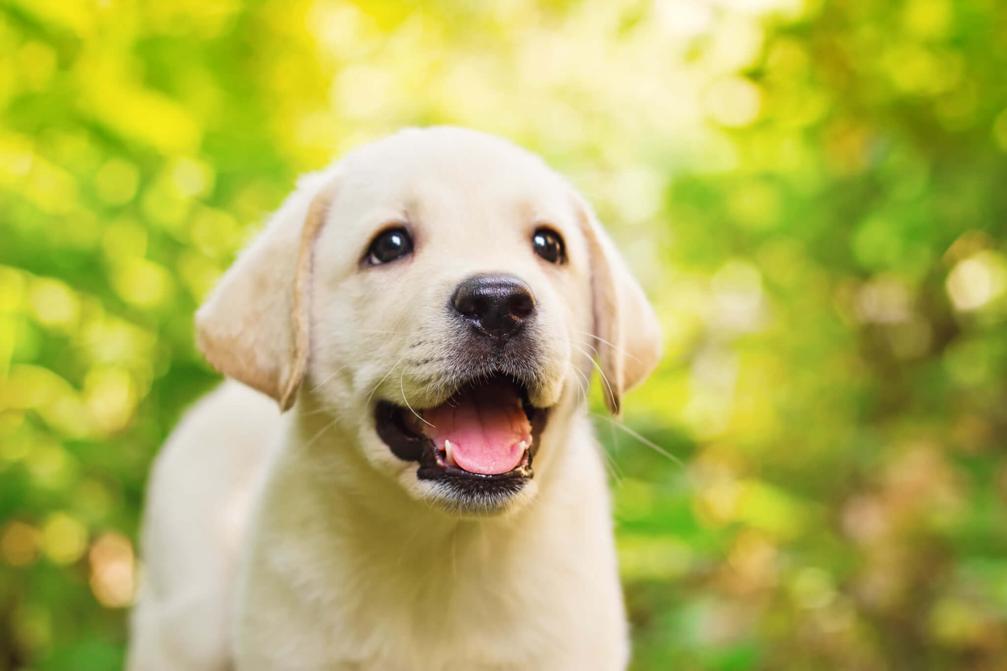 10 Step Puppy Care Guide for New Dog Parents - Tractive 