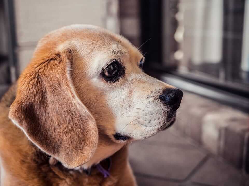 Demenz bei Hunden Symptome und Therapieansätze Tractive