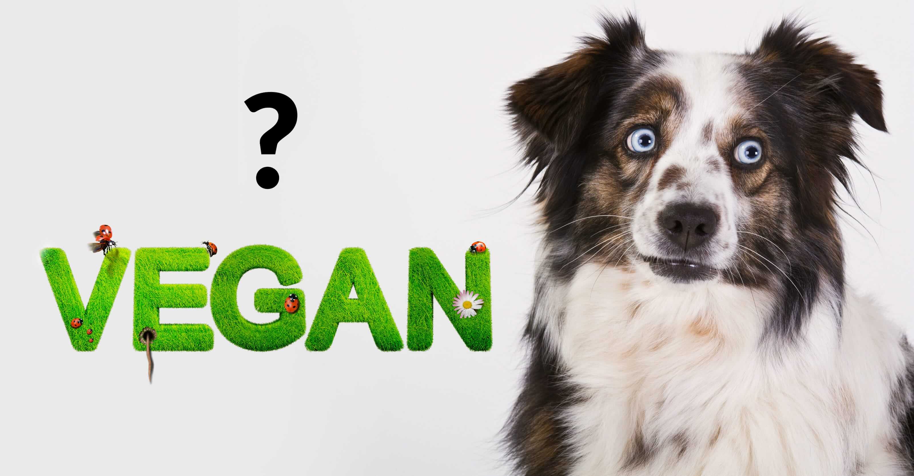 Can I feed my dog vegan dog food? Tractive Blog dogtracker, safety for your pet