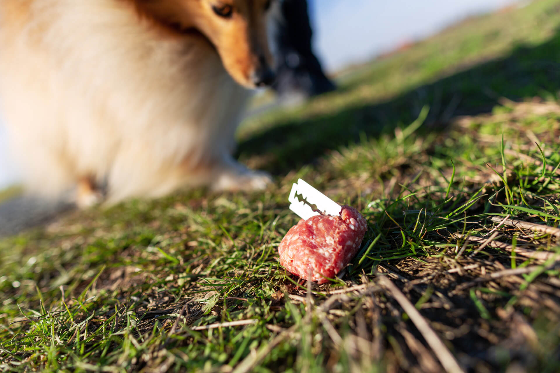 Hund vor Giftköder in einem Stück Fleisch auf der Wiese