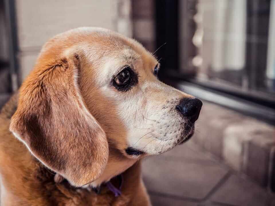 Cane anziano che sembra confuso