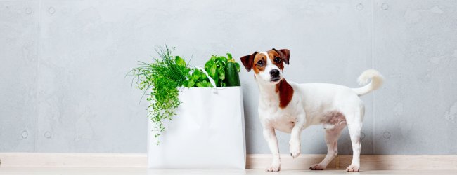 Advantages and disadvantages of vegan dog food