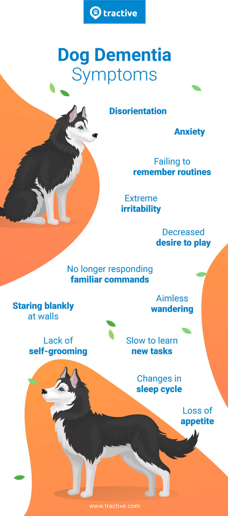 what are the signs of dementia in a dog