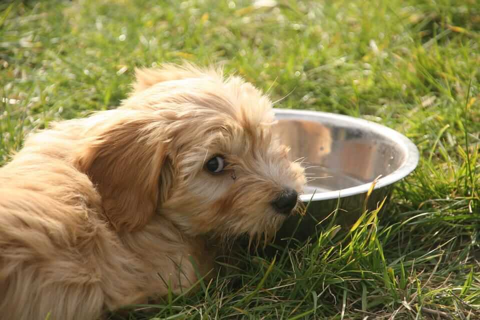 Help! My dog won't drink water! - Tractive Blog - dogtracker, safety