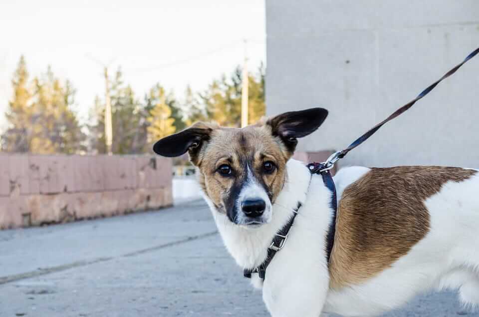 A city dog walking on a leash