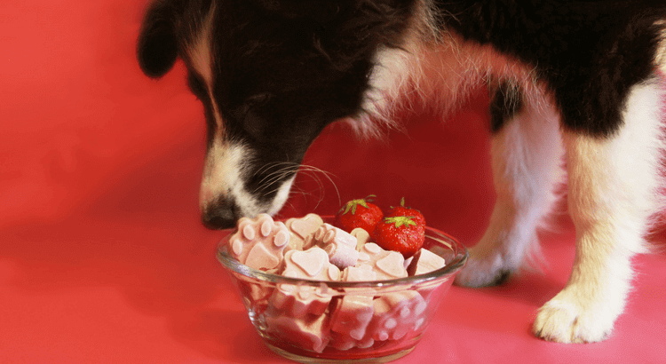 dog eating strawberry ice cream bits from a bowl with red background