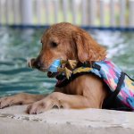 Sommer mit Hund: Beachte diese 6 Dinge