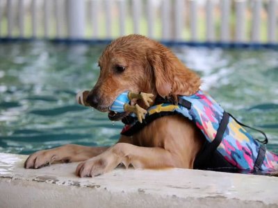 Sommer mit Hund: Beachte diese 6 Dinge