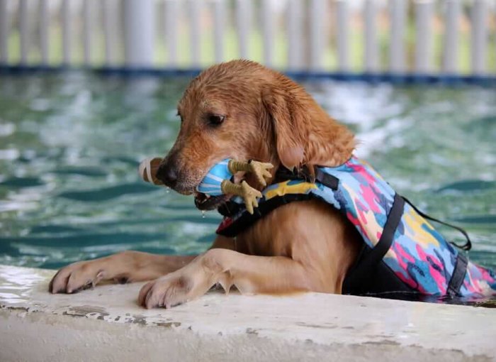 Sommer mit Hund: Beachte diese 6 Dinge