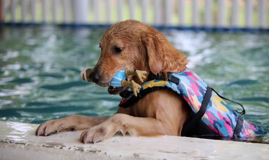 Sommer mit Hund: Beachte diese 6 Dinge