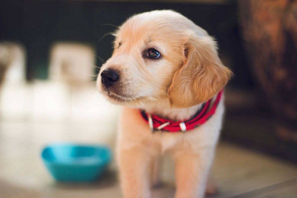 puppy met rode halsband op de voorgrond, waterbak op de achtergrond