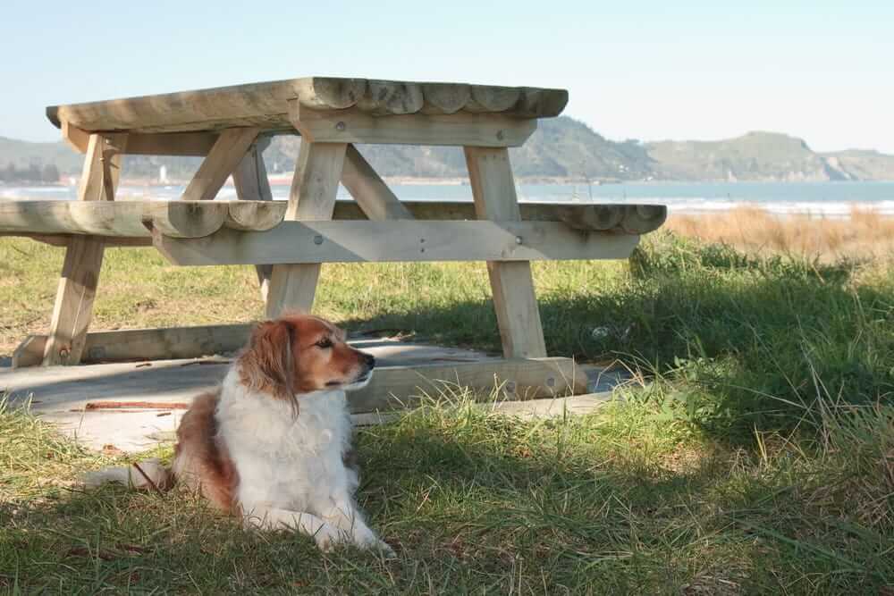 Hund som ligger i skugga under picknickbord på sommaren