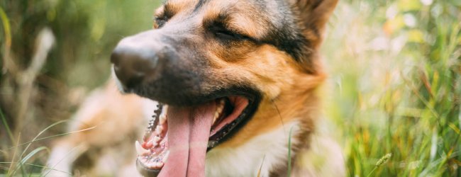 Hund hechelt vor Hitze mit heraushängender Zunge