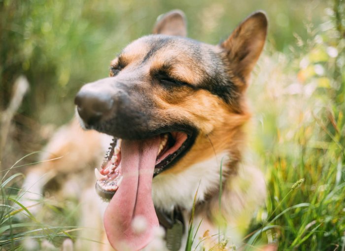 chien couché dans l'herbe avec la langue sortie en été