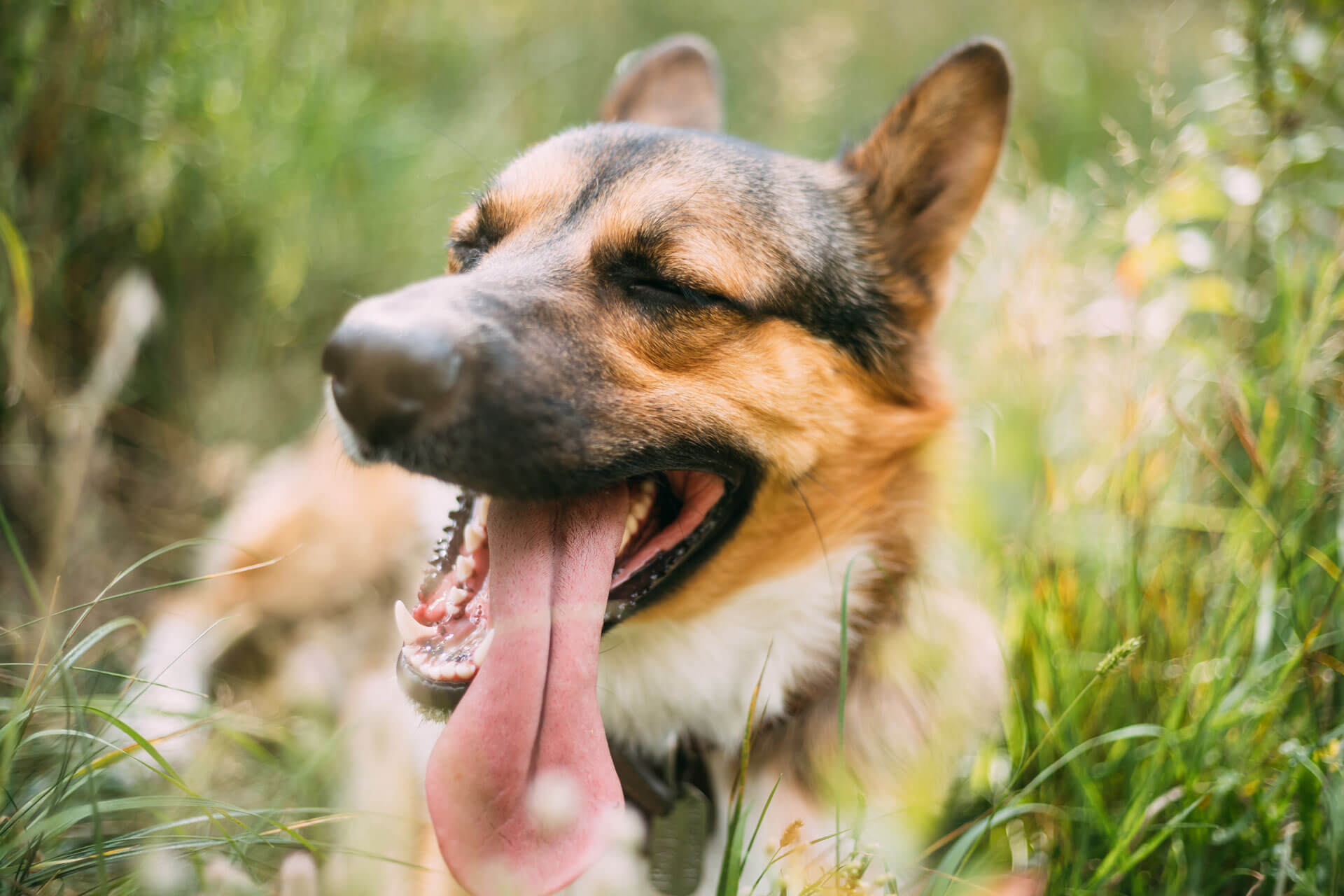 chien couché dans l'herbe avec la langue sortie en été