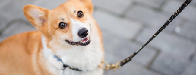 corgi dog on a leash wearing GPS tracker