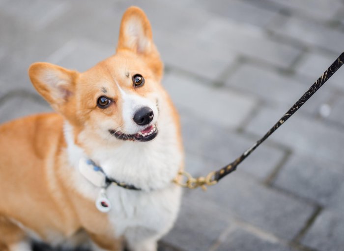 corgi dog on a leash wearing GPS tracker