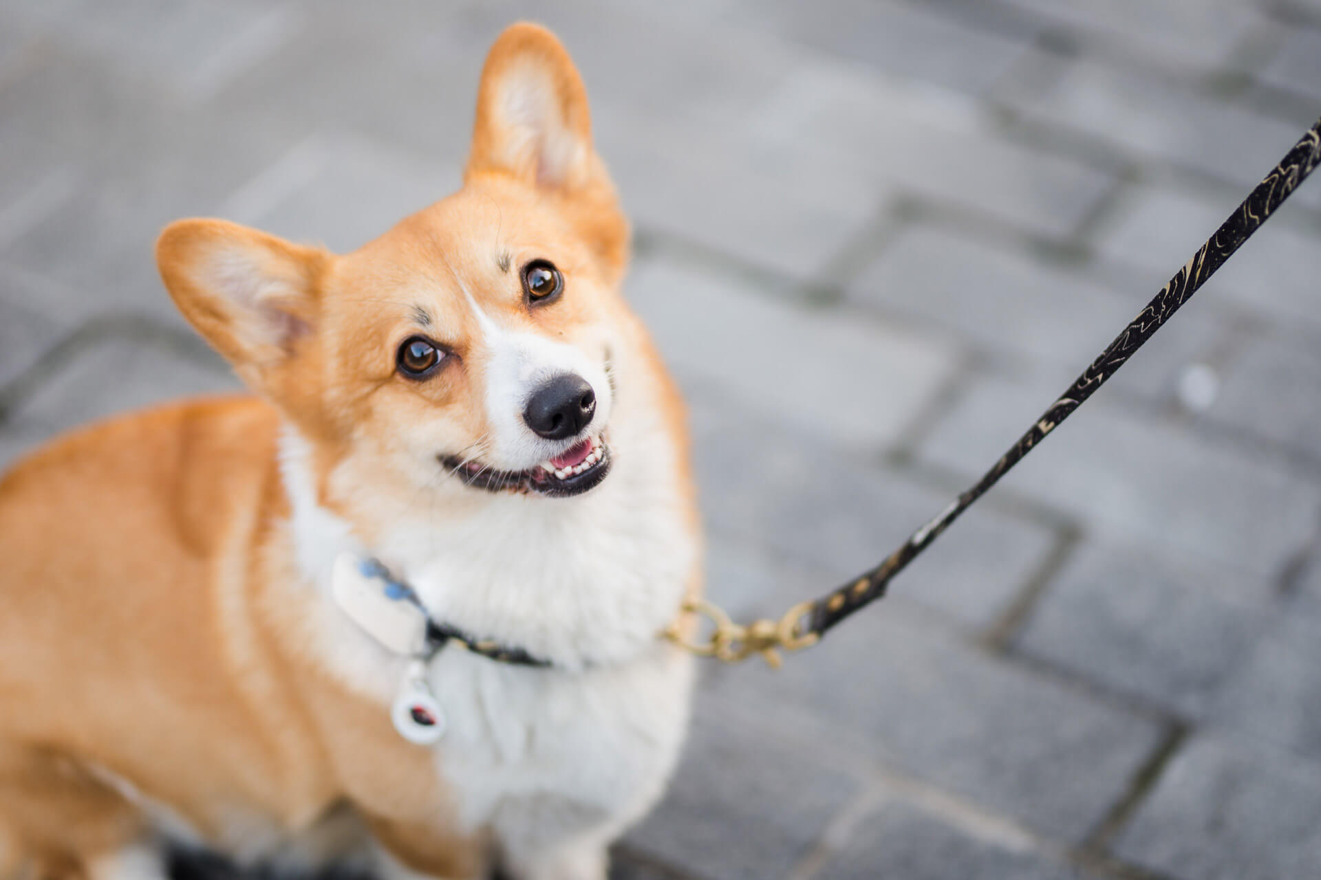 corgi hund med koppel och Tractive GPS hund-tracker