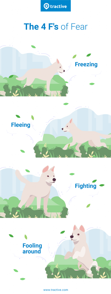 how to keep a male dog from running off