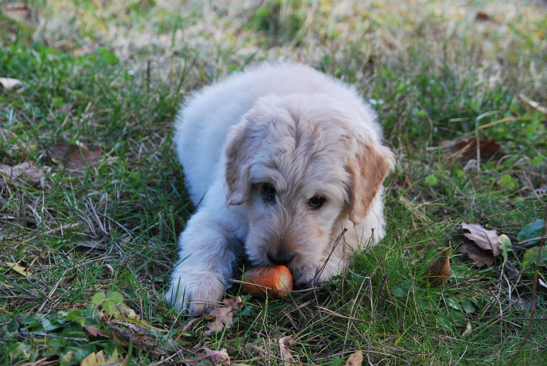Hellbrauner Hund liegt in einer Wiese mit einer Karotte vor sich