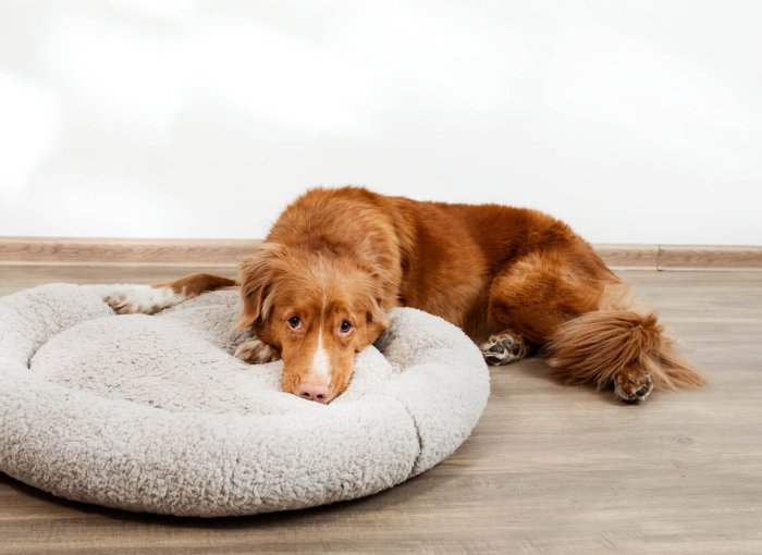 Sad dog lying next to dog bed - dog diarrhea