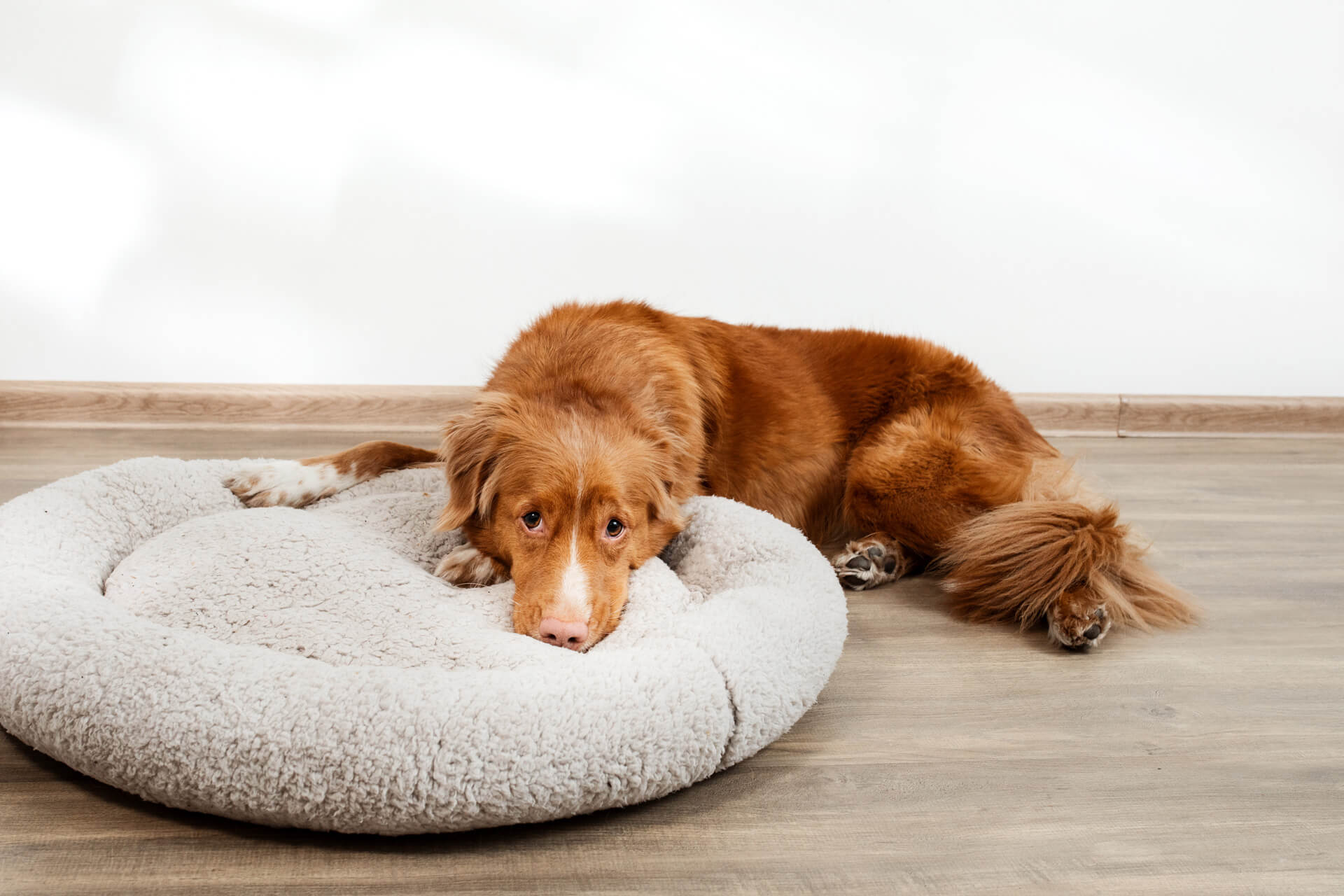 Sad dog lying next to dog bed - dog diarrhea