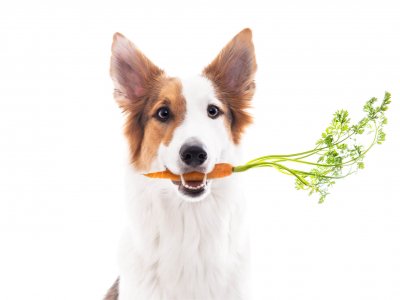Braun-weißer Hund mit Karotte im Mund