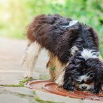 Giftige Lebensmittel für Hunde