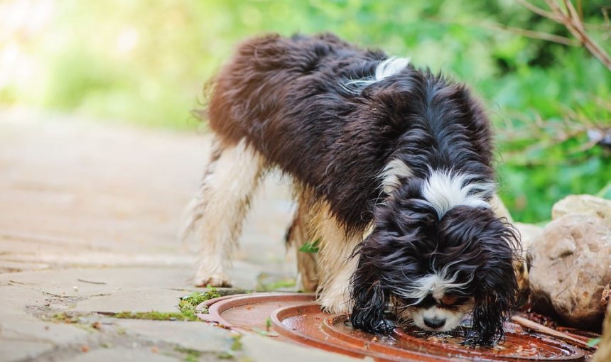 Schwarzweißer kleiner Hund trinkt Wasser aus einer Schale im Freien