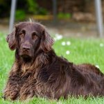 10 Cose che non sai sul tuo cane