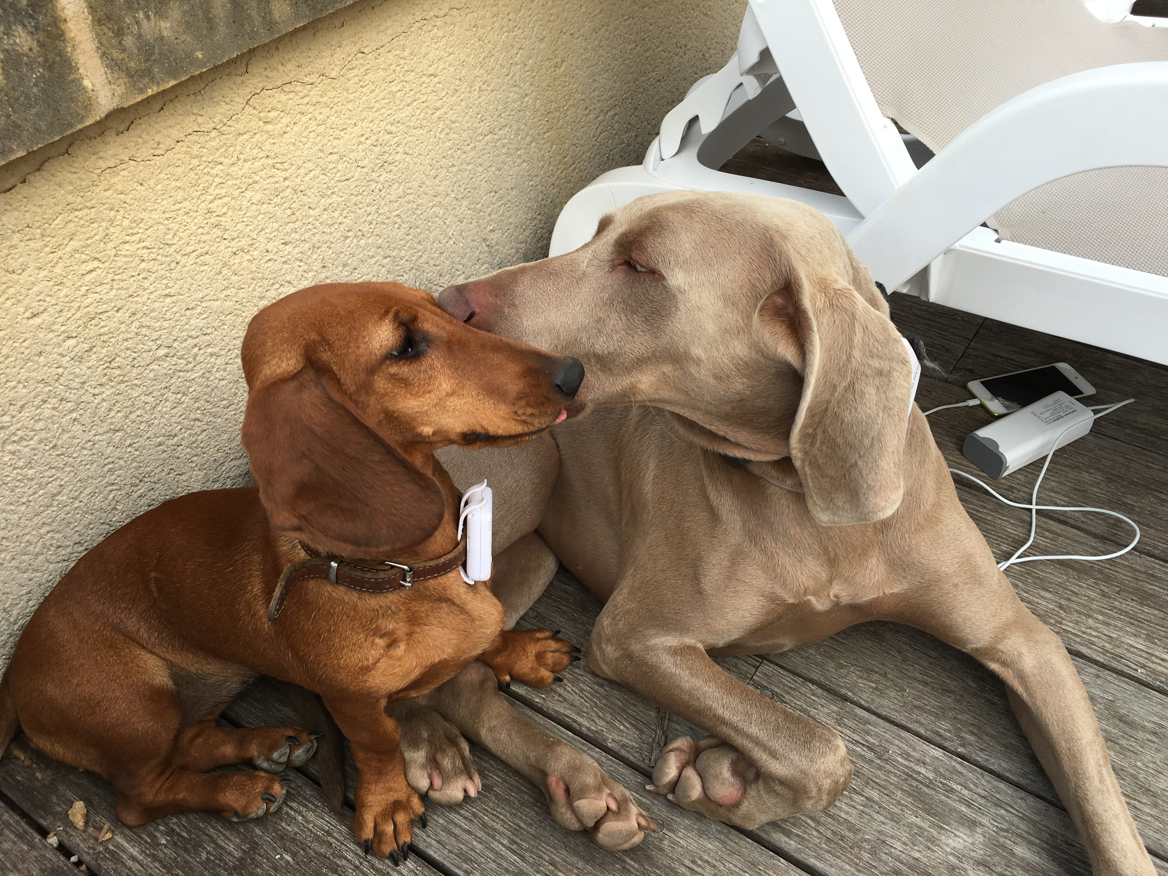 tractive dog tracker review