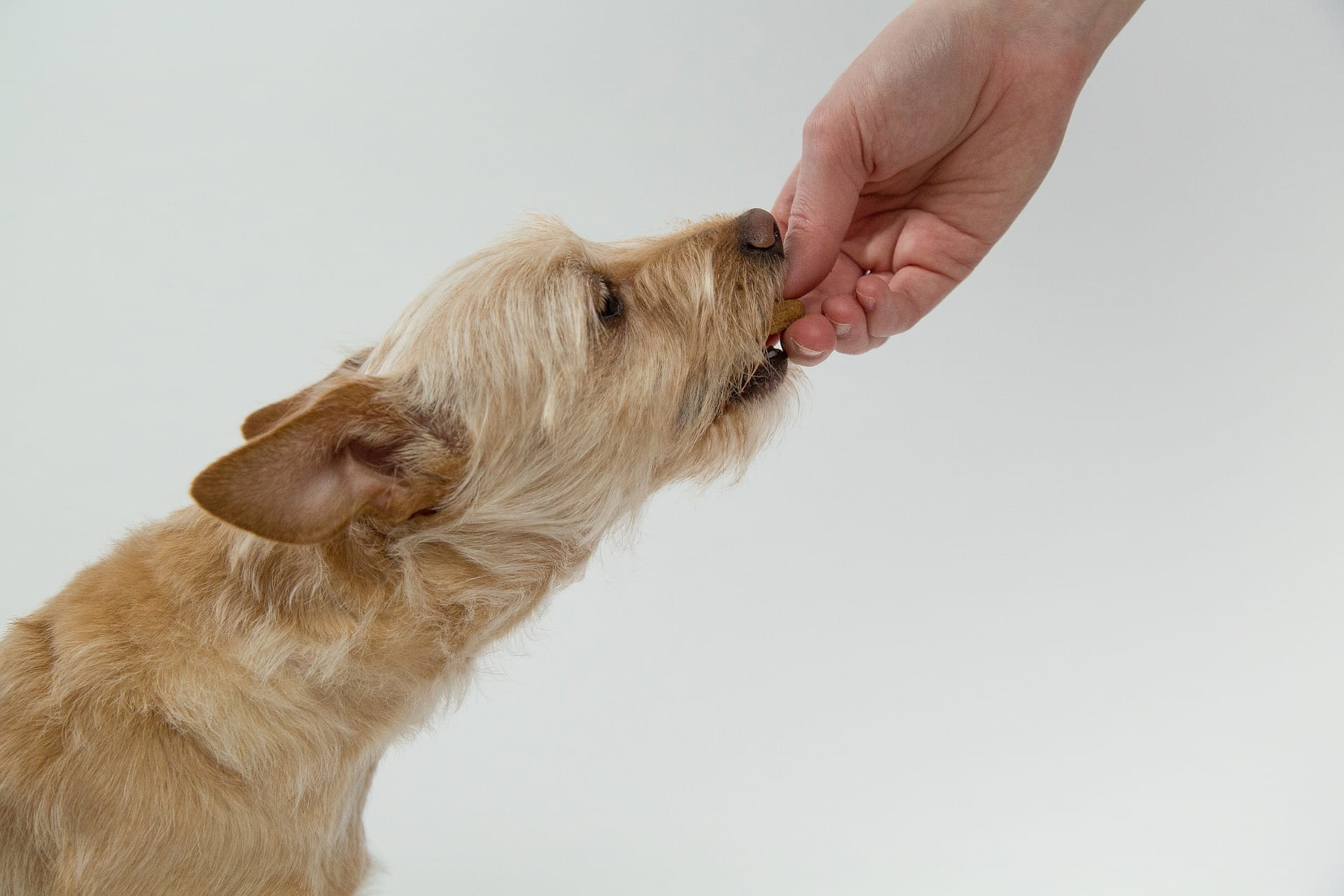 Dog training methods: Should you use foods & treats? | Tractive