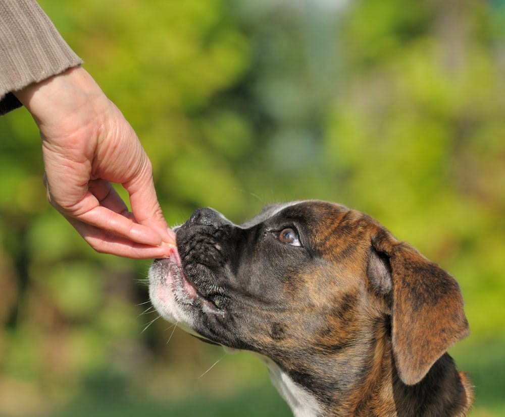 Dog training methods outlet without treats