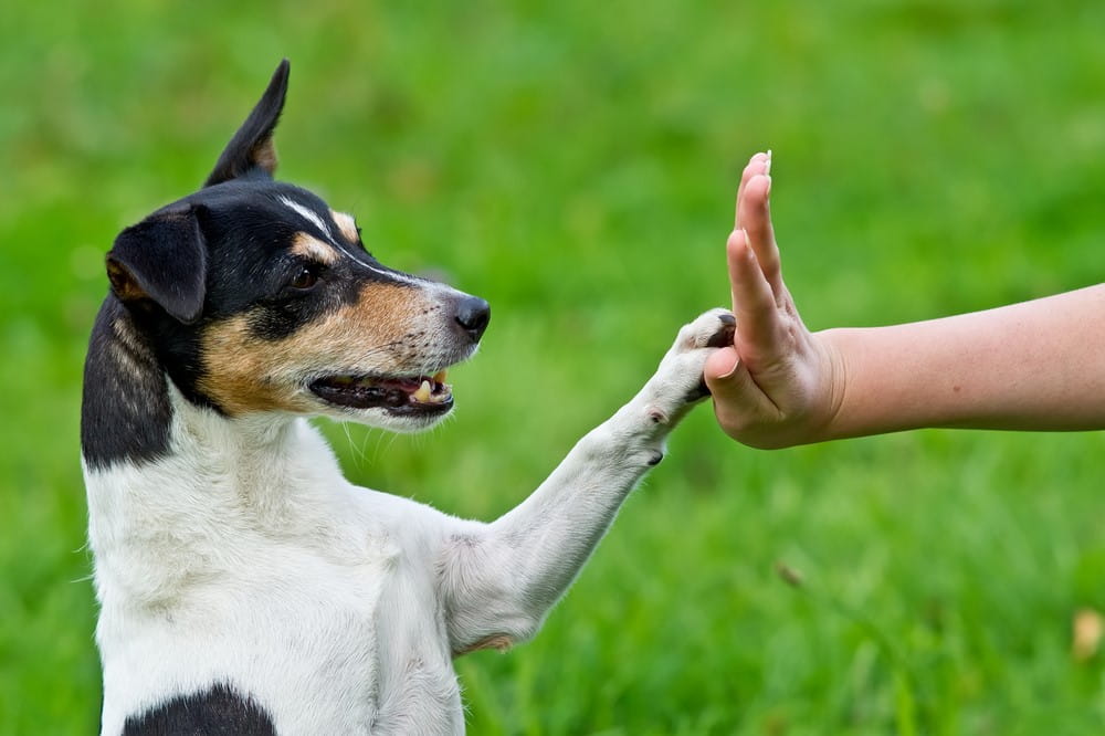 A man training a dog to high five him back