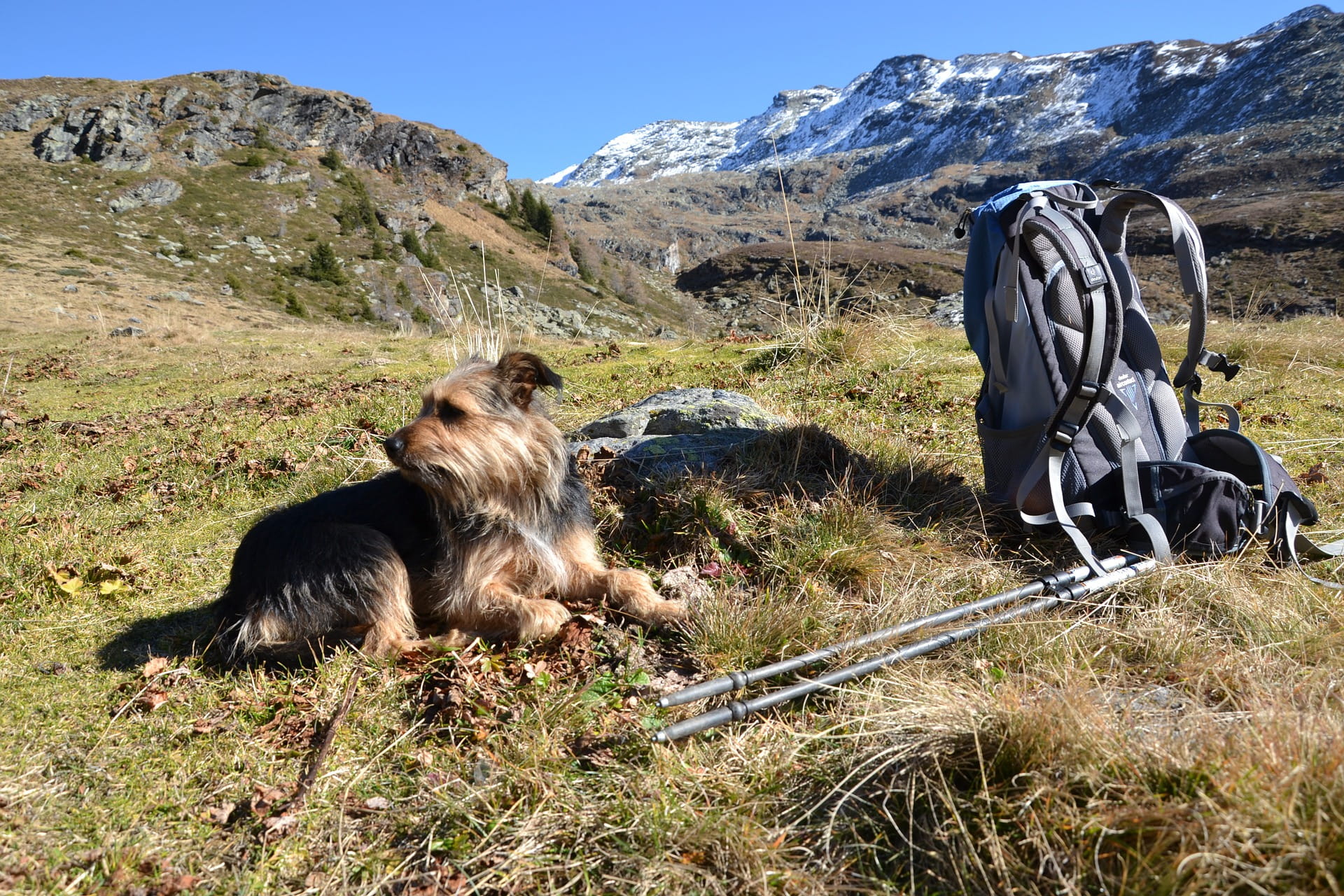 pet hiking