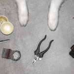 dog's feet