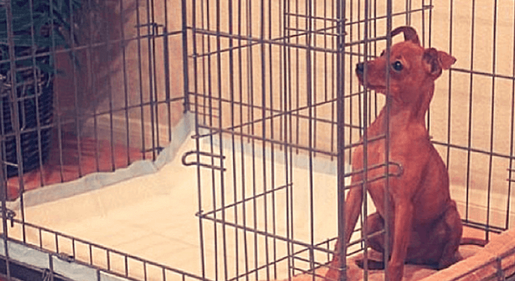 How to potty train a puppy using hotsell a crate