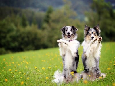 Zwei Hunde beim Training im Gras