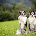clicker training