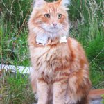 Parsley the Maine Coon wearing his Tractive GPS