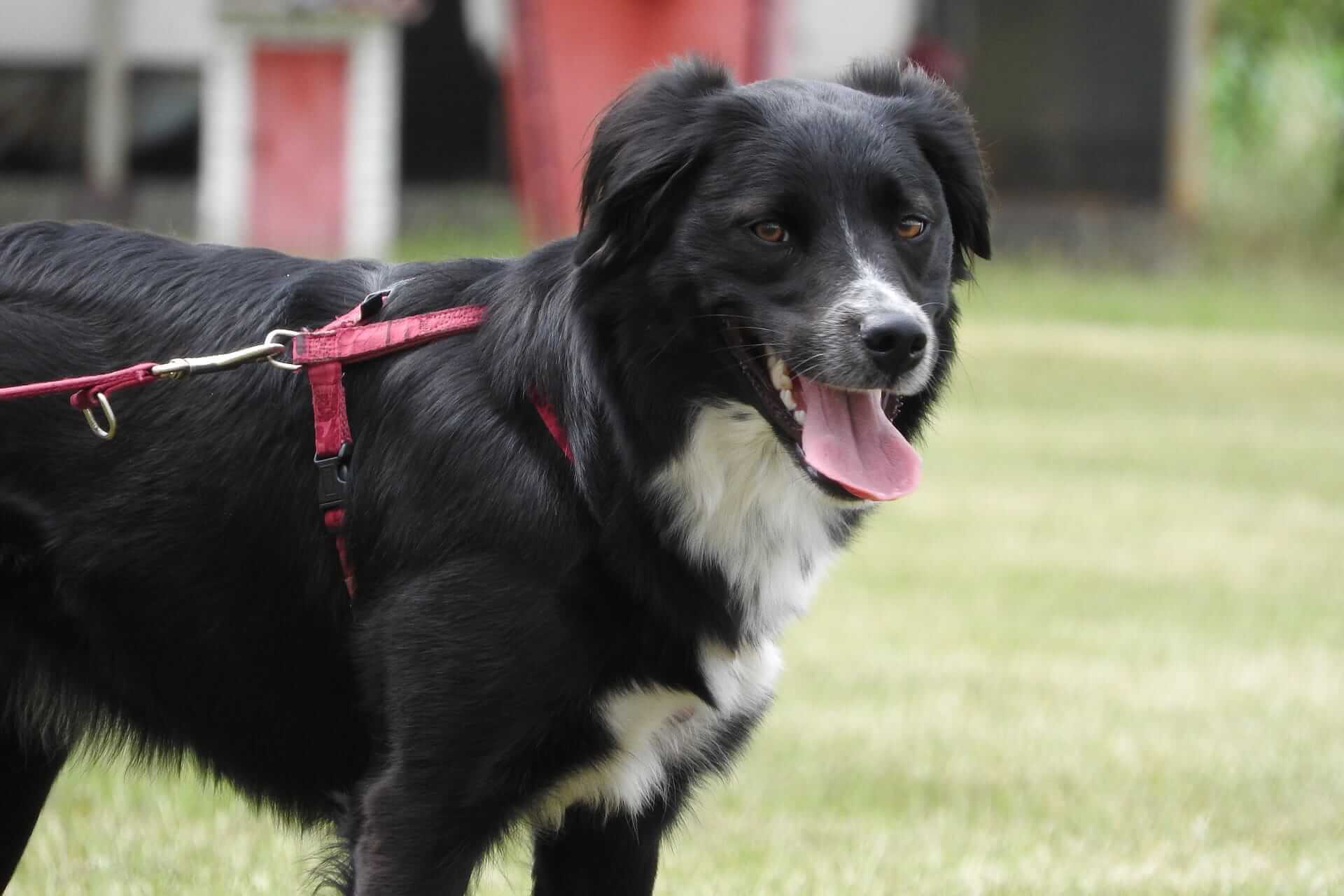A dog wearing a harness and leash outdoors