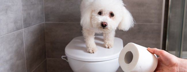 A man offering a roll of toilet paper to a puppy