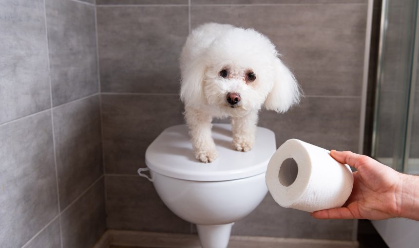 A man offering a roll of toilet paper to a puppy