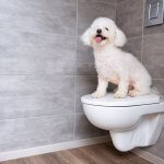 A white dog sitting on a closed toilet seat