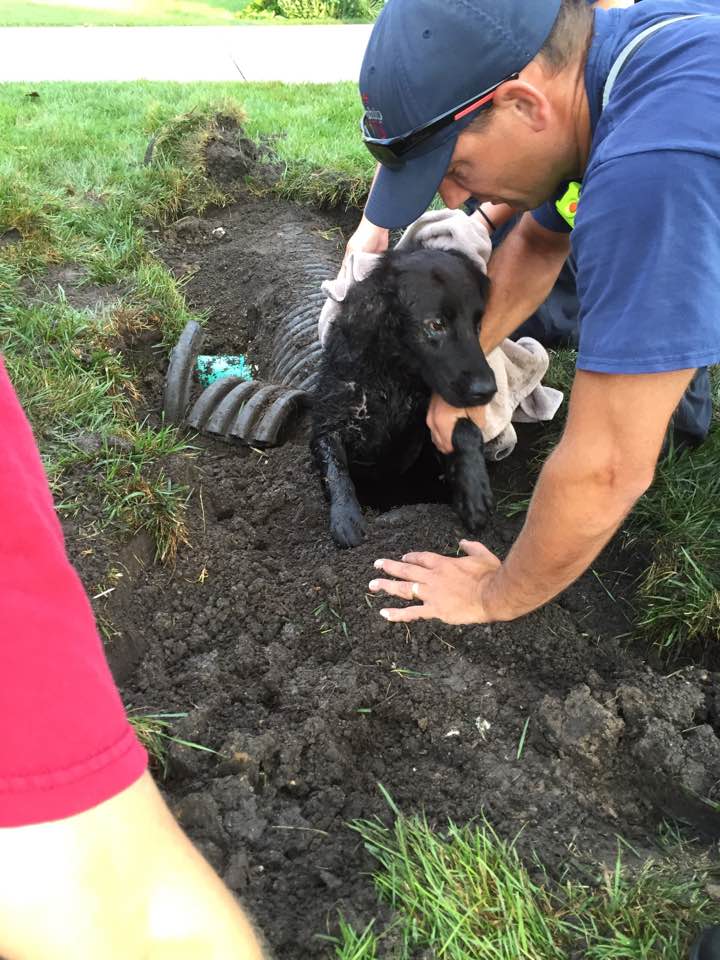 The fire department rescuing Edgar from a storm drain