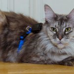 GPS Montage bei Katzen