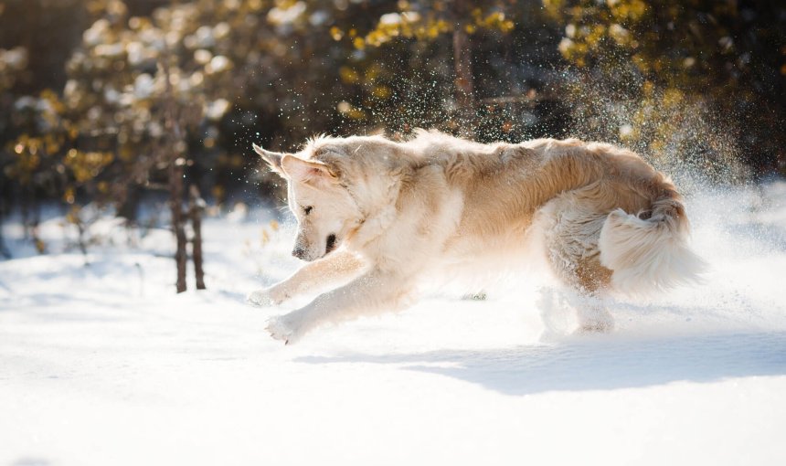 Hund im Schnee an einem sonnigen Wintertag