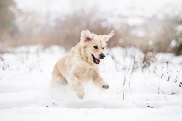 Hund springt voller Energie durch den Schnee